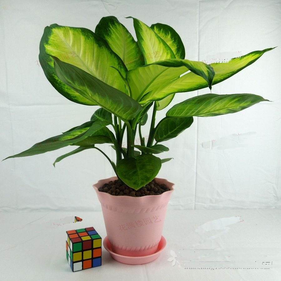 哪些植物可以除甲醛，本事***呢？