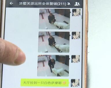 有問題找警察，薩摩耶派出所報案，不注意這件事，對狗狗致命，警察蜀黍卻幫不上忙！